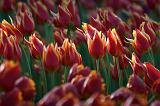 Blowing In The Wind_48780
